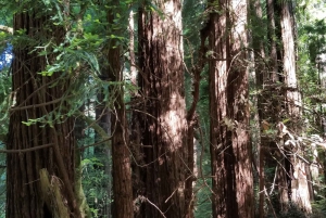 San Francisco: Muir Woods og Sausalito Inngangsbillett inkludert