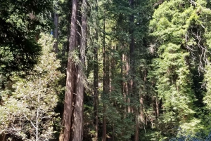 San Francisco: Muir Woods og Sausalito Indgangsgebyr inkluderet