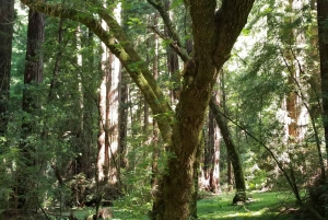 San Francisco: Muir Woods und Sausalito Eintrittsgeld inbegriffen