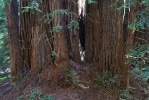 San Francisco: Muir Woods en Sausalito Ingangsprijs inbegrepen