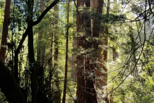 San Francisco: Muir Woods and Sausalito Entry Fee Included