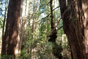 San Francisco: Muir Woods and Sausalito Entry Fee Included