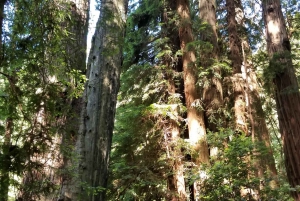 San Francisco: Muir Woods und Sausalito Eintrittsgeld inbegriffen