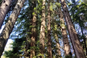 San Francisco: Muir Woods og Sausalito Inngangsbillett inkludert