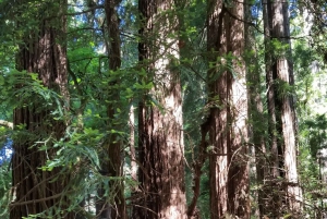 San Francisco : Muir Woods et Sausalito, frais d'entrée inclus