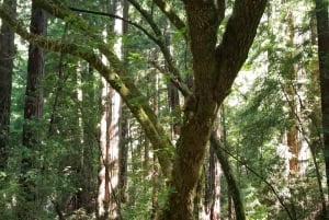 San Francisco : Muir Woods et Sausalito, frais d'entrée inclus