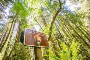 San Francisco: Muir Woods and Sausalito Experience