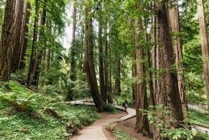 San Francisco: Tur i liten grupp till Muir Woods och Sausalito