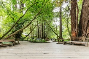 San Francisco: Omvisning i liten gruppe i Muir Woods og Sausalito