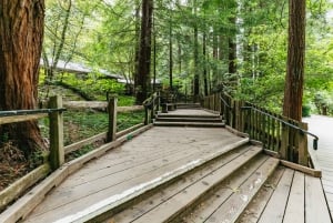 San Francisco: Omvisning i liten gruppe i Muir Woods og Sausalito