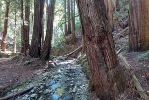 San Francisco: Muir Woods ja Sausalito Pienryhmäretki: Muir Woods ja Sausalito Small Group Tour