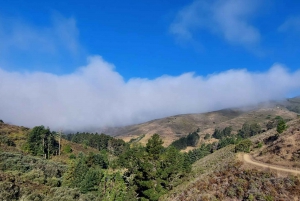 San Francisco: Muir Woods i Sausalito - wycieczka w małej grupie