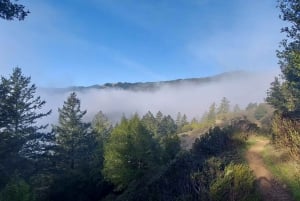 San Francisco: Muir Woods og Sausalito tur for små grupper