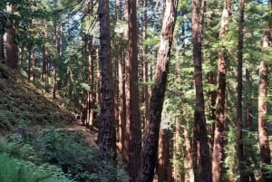 San Francisco: Muir Woods und Sausalito Kleingruppentour