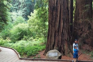 San Francisco: Muir Woods og Sausalito - tur for en liten gruppe