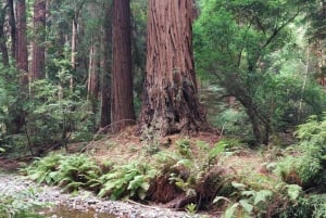 サンフランシスコ：ミューア ウッズとサウサリートの小グループ ツアー