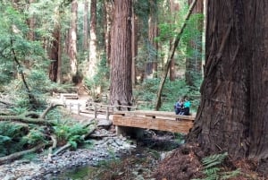 San Francisco: Muir Woods og Sausalito - tur for en liten gruppe