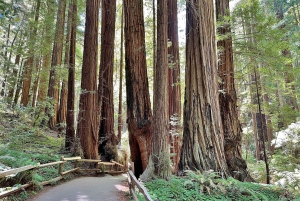 San Francisco: Muir Woods Cycling Tour (vei og/eller grus)