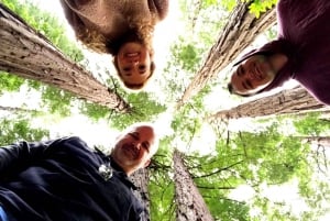 San Francisco: Muir Woods Giant Redwoods i prywatna wycieczka po mieście