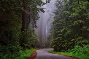 São Francisco: Viagem privada a Muir Woods