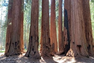 São Francisco: Viagem privada a Muir Woods