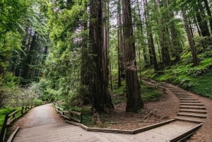 San Francisco: Muir Woods, Napa & Sonoma Valley Wine Tour