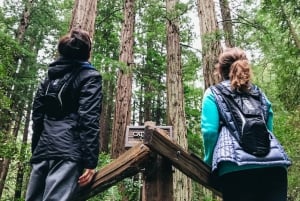 São Francisco: Passeio por Muir Woods, São Francisco e Sausalito