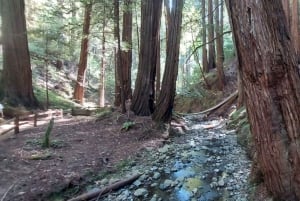 San Francisco: Muir Woods, Sausalito e Alcatraz Tour serale