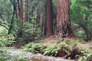 San Francisco : Muir Woods, Sausalito et visite nocturne d'Alcatraz