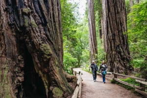 São Francisco: Cruzeiro em Muir Woods, Sausalito e SF Bay