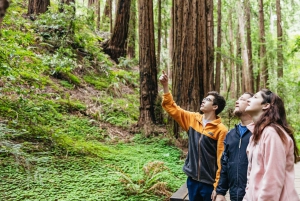 São Francisco: Cruzeiro em Muir Woods, Sausalito e SF Bay