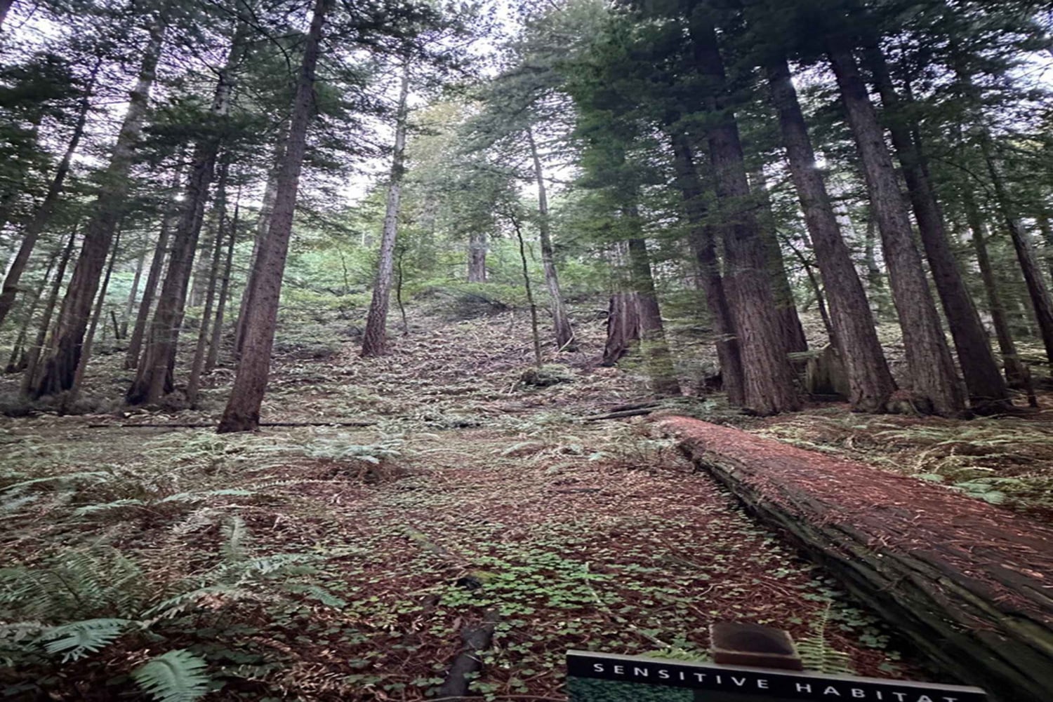 San Francisco: Muir Woods, Sausalito en Sonoma wijntour