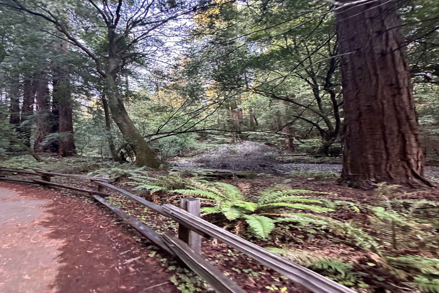 San Francisco: Muir Woods, Sausalito en Sonoma wijntour