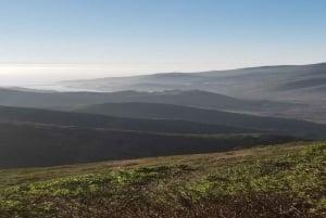 San Francisco: Tour dei vini di Muir Woods, Sausalito e Sonoma