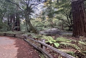 サンフランシスコ：ミューア ウッズ、サウサリート、ソノマ ワイン ツアー