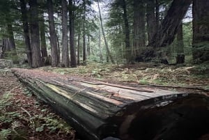 San Francisco: Tour dei vini di Muir Woods, Sausalito e Sonoma