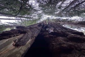 São Francisco: Muir Woods, Sausalito e excursão de vinho em Sonoma