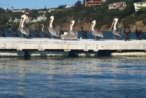 San Francisco: Sausalito ja Sonoman viinikierros.