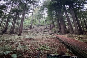 San Francisco: Muir Woods, Sausalito en Sonoma wijntour