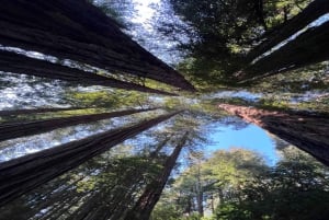 San Francisco: Muir Woods, Sausalito en Sonoma wijntour