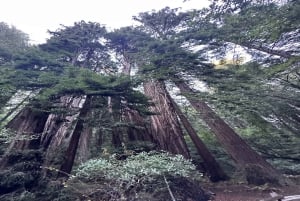San Francisco: Muir Woods, Sausalito en Sonoma wijntour