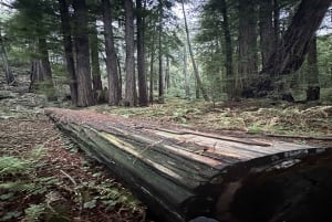 San Francisco: Muir Woods, Sausalito en Sonoma wijntour