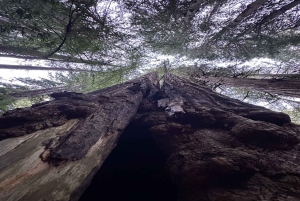 San Francisco: Muir Woods, Sausalito en Sonoma wijntour