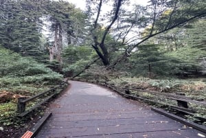 San Francisco: Muir Woods, Sausalito en Sonoma wijntour