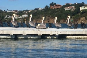 San Francisco: Muir Woods, Sausalito en Sonoma wijntour