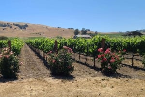 San Francisco: Muir Woods, Sausalito en Sonoma wijntour