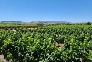 San Francisco: Muir Woods, Sausalito en Sonoma wijntour