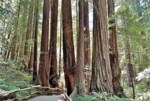 San Francisco: Muir Woods, Sausalito ja Battery Spencer -kierros