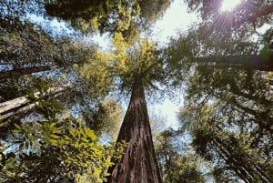 San Francisco: Muir Woods, Sausalito ja Battery Spencer -kierros