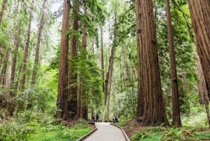 Fra San Francisco: Muir Woods, Redwoodtrær og Sausalito